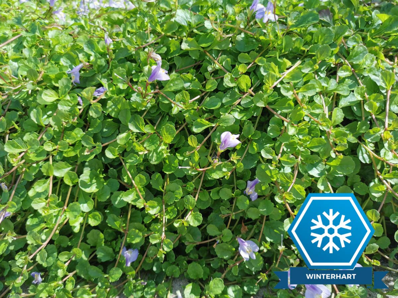 Lippenmäulchen - Mazus reptans